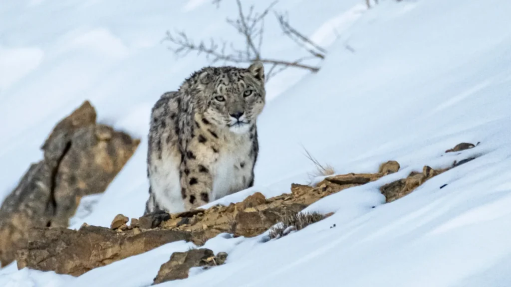 Snow leopard standing on a rocky, snow-covered slope