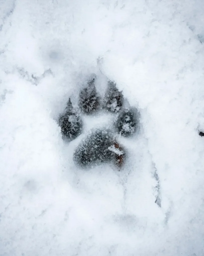 Single animal pawprint pressed into fresh snow.