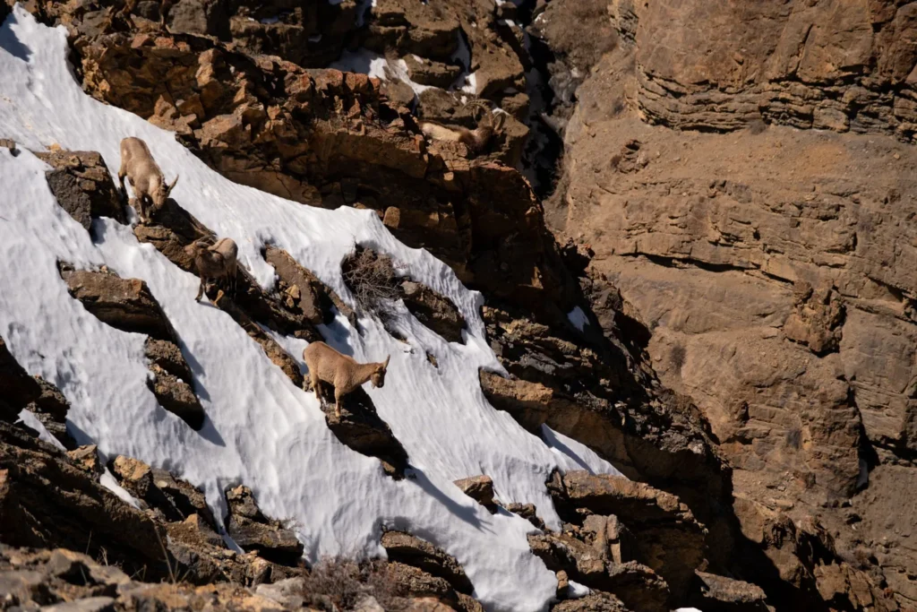 Several wild ibex traversing a steep rocky slope with snow patches.
