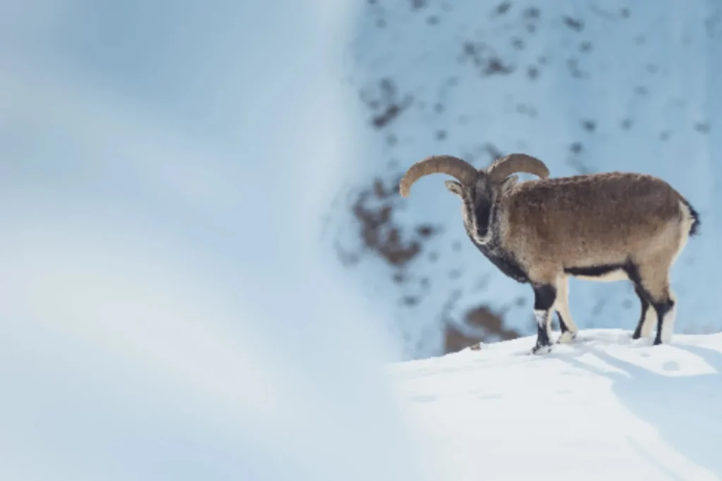 Bharal or blue sheep standing on a snow-covered mountainside.