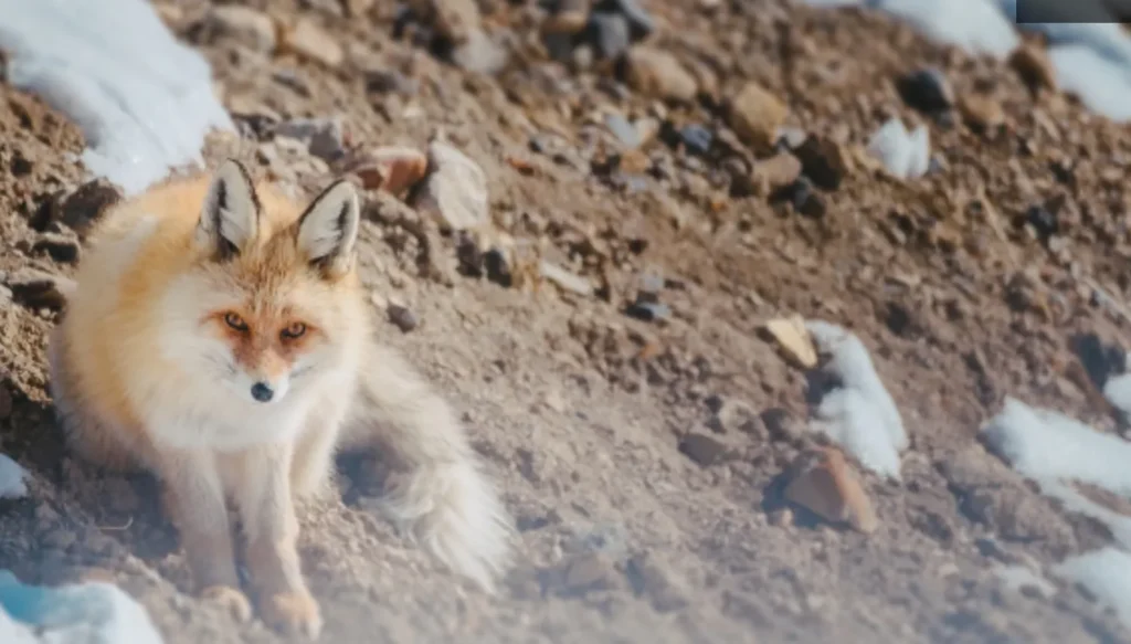 Red fox standing among rocks beside patches of snow.