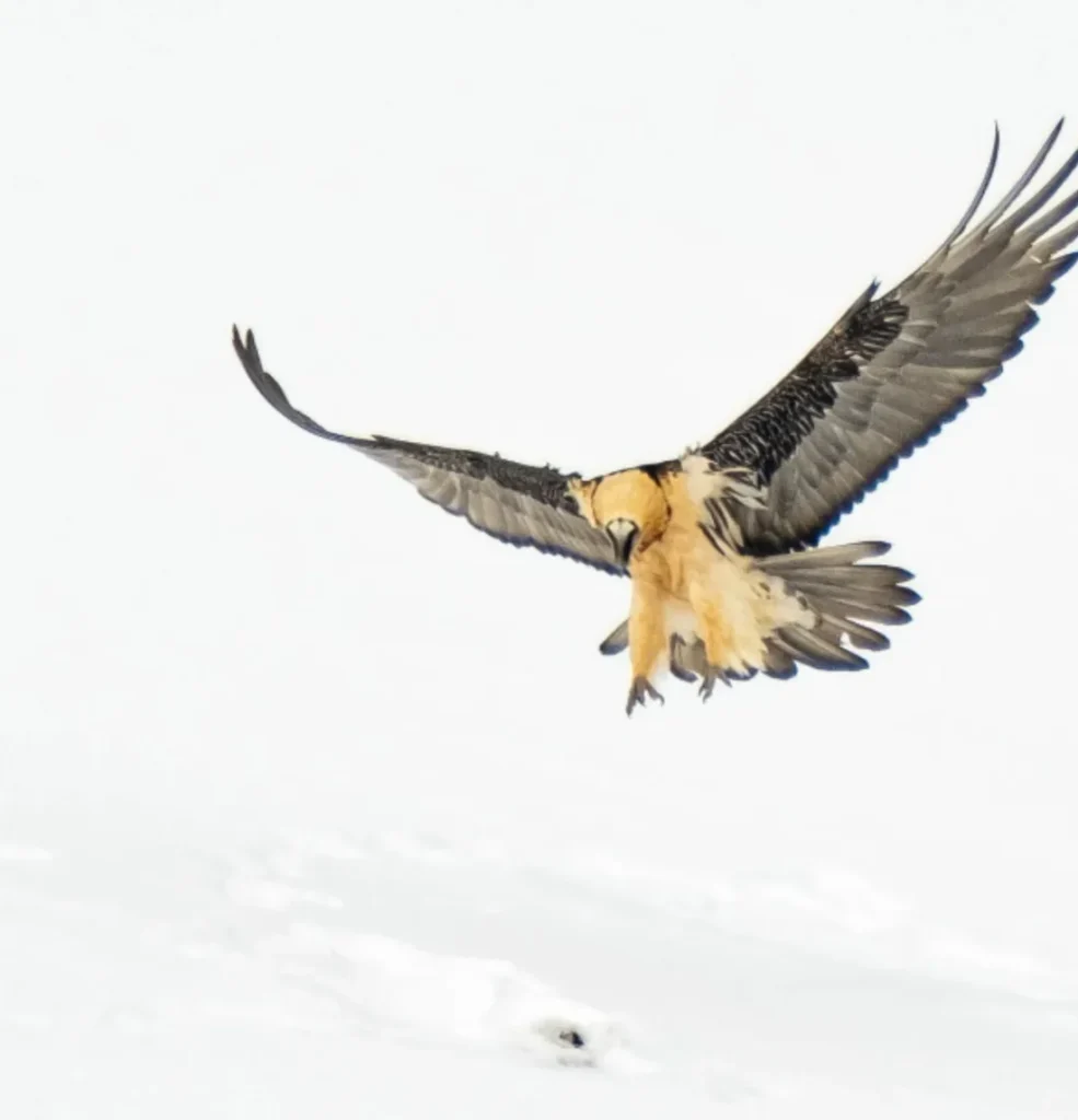 Large raptor in flight against a snowy pale mountain background.